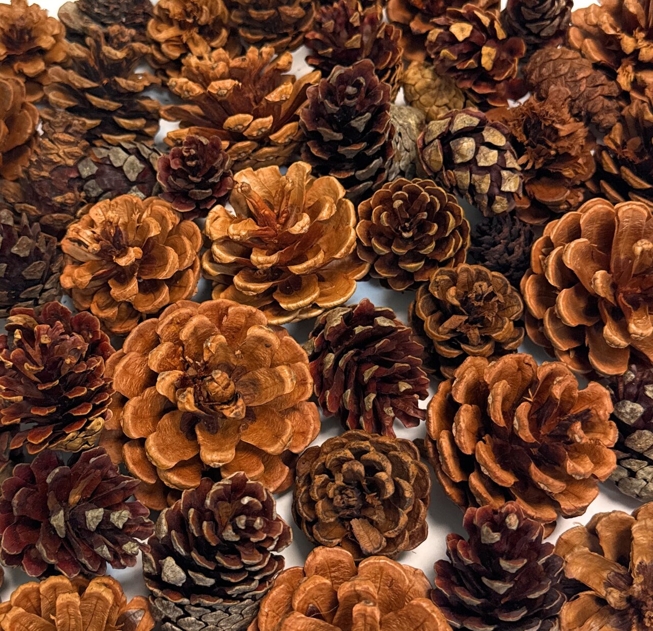 Cinnamon Pine Cones Scented Variety - 2lb over 80 Small Cinnamon Pinecones Decor - Rustic Christmas Decor - Mini Pinecones for Crafts - Pine Cone Ornaments - Small Pinecones for Crafts